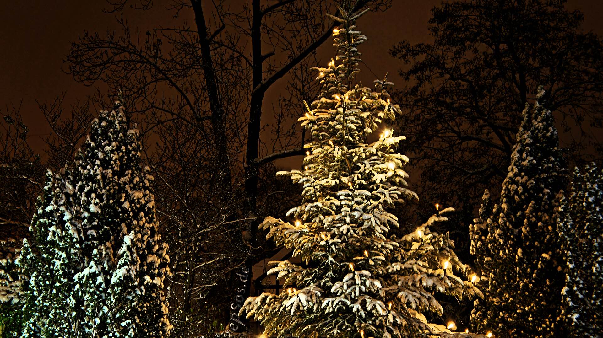 Snow-covered fir trees at night with a Christmas tree glowing with warm lights